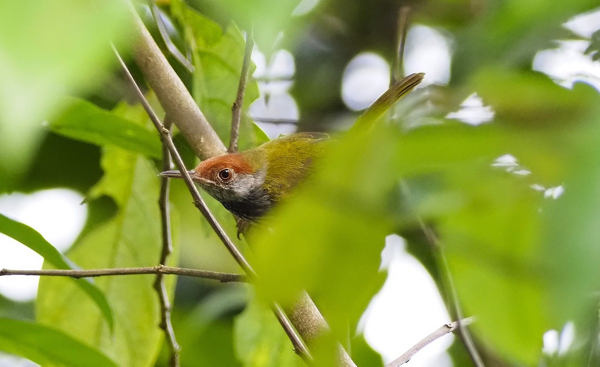 Dark-necked Tailorbird - ML644290693