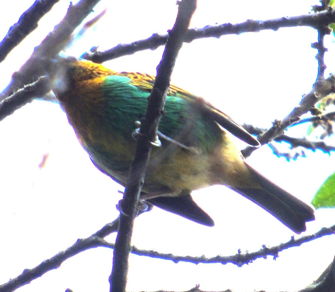 gullsnittanagar - ML644290696