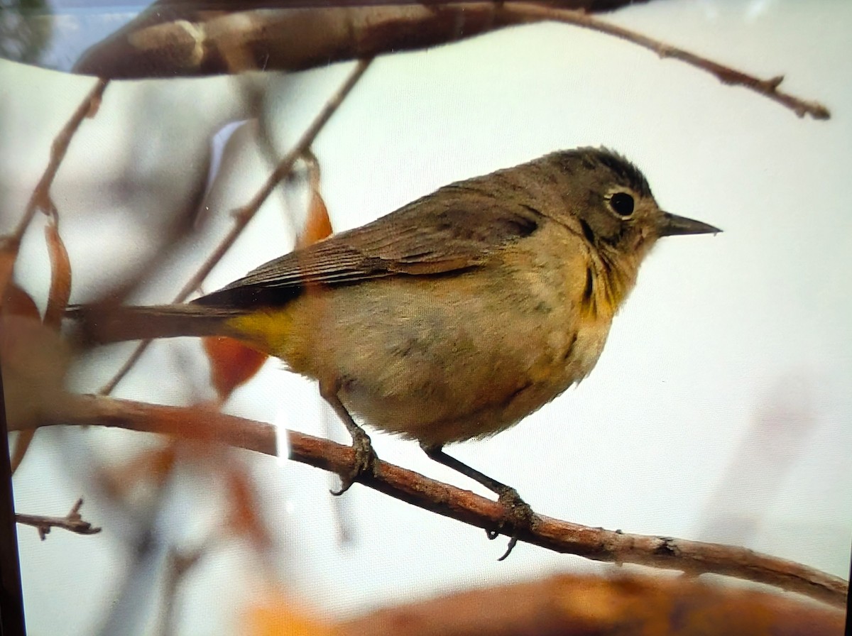 Червоїд жовтоволий - ML644290702