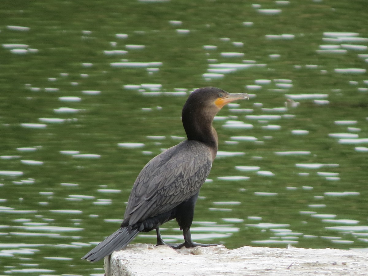 Neotropic Cormorant - ML644290703