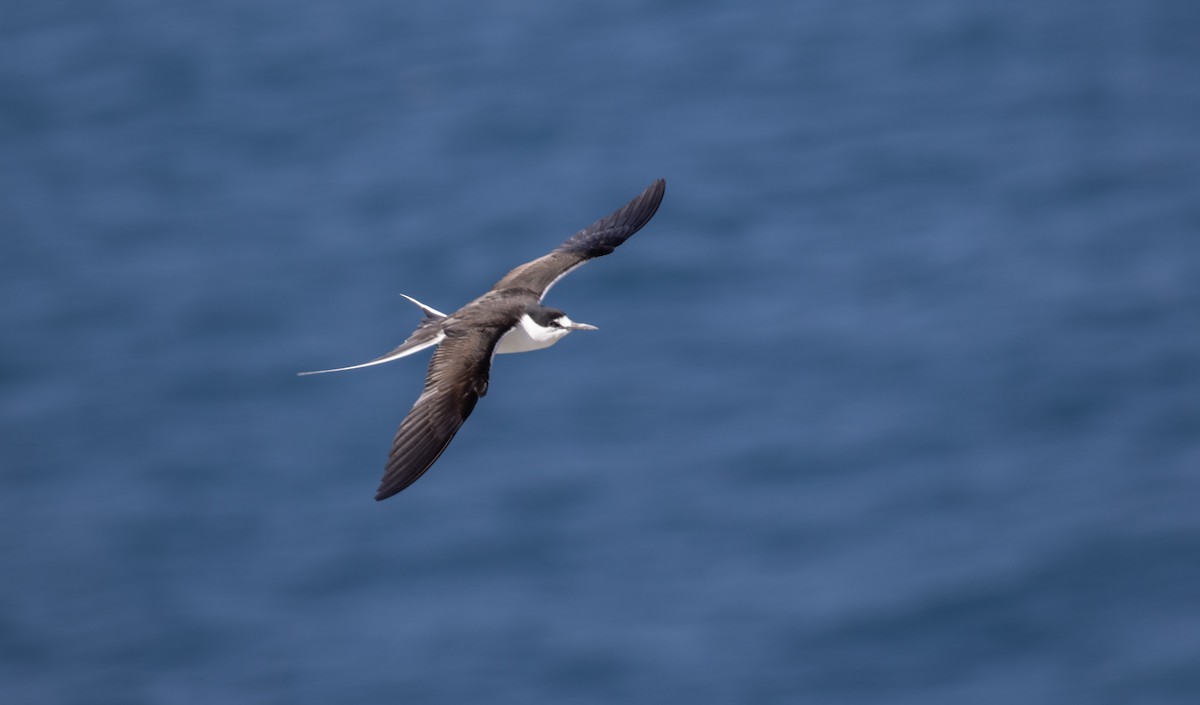 Sooty Tern - ML644290714