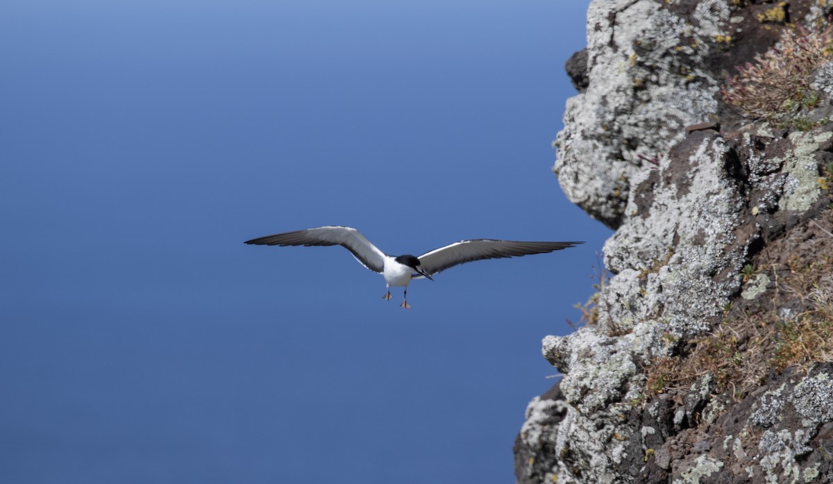 Sooty Tern - ML644290715