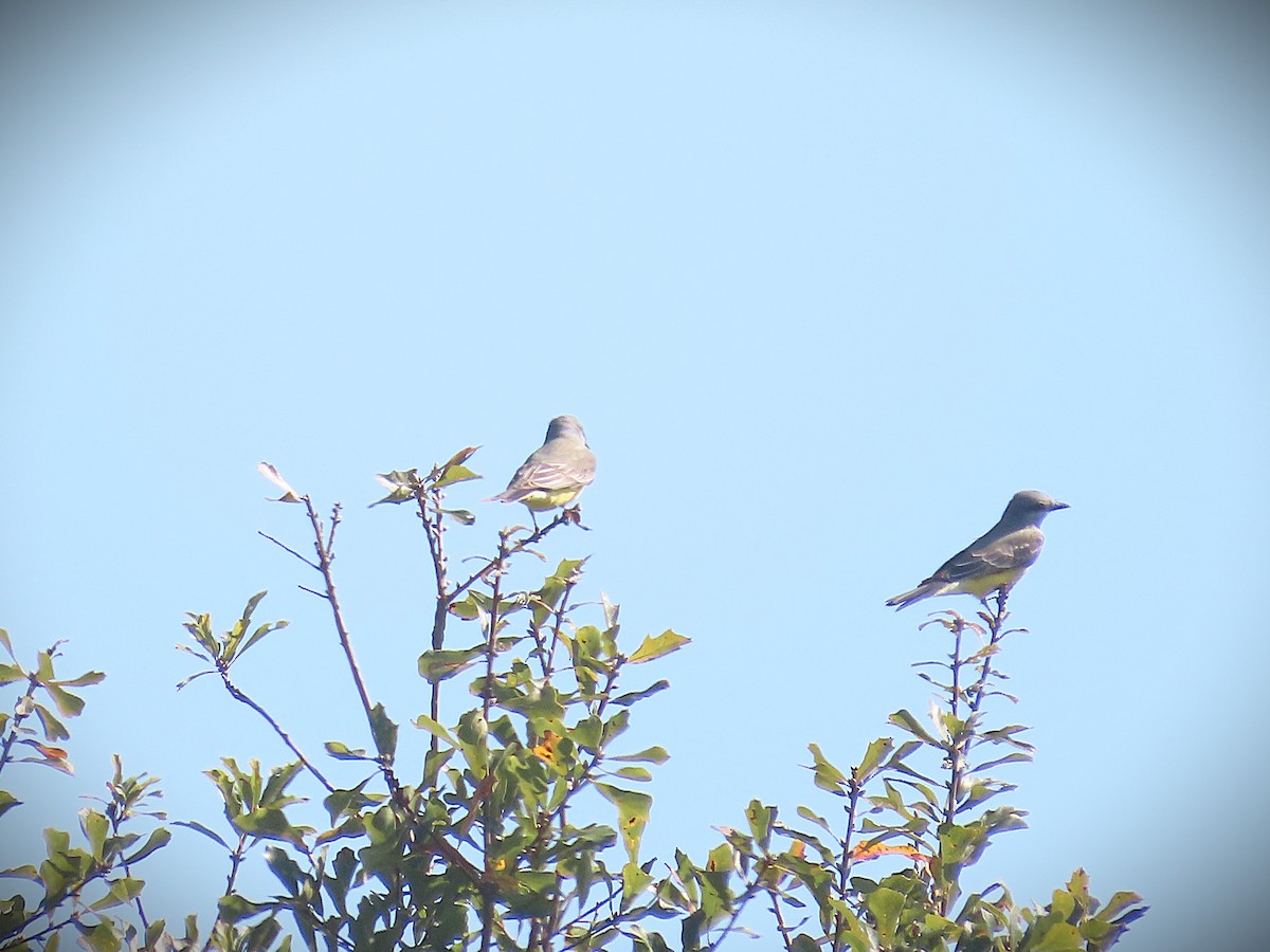 Western Kingbird - ML644290721