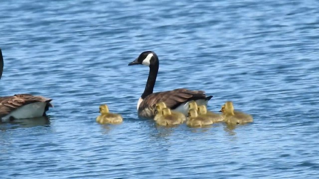 Canada Goose - ML644290740