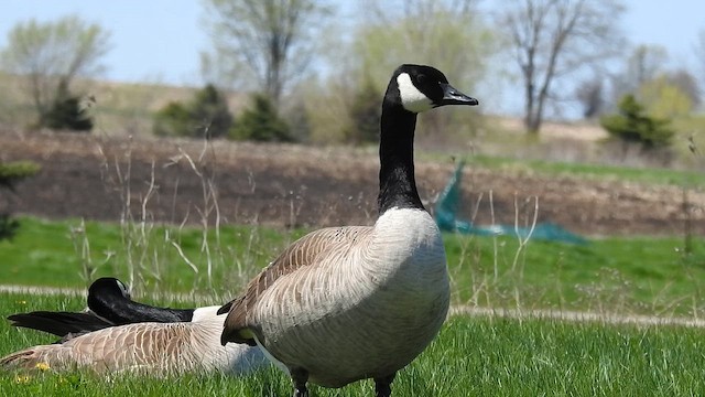 Canada Goose - ML644290764