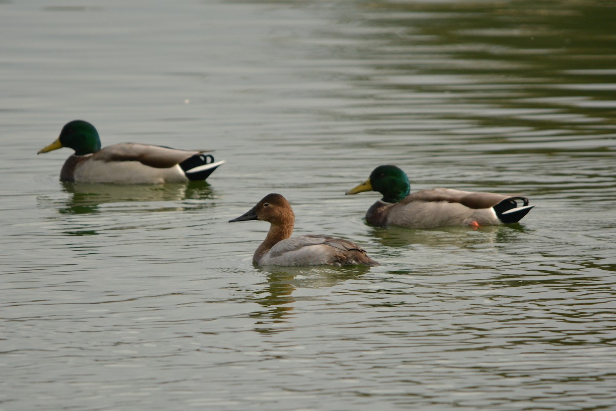 Fuligule à dos blanc - ML644290767