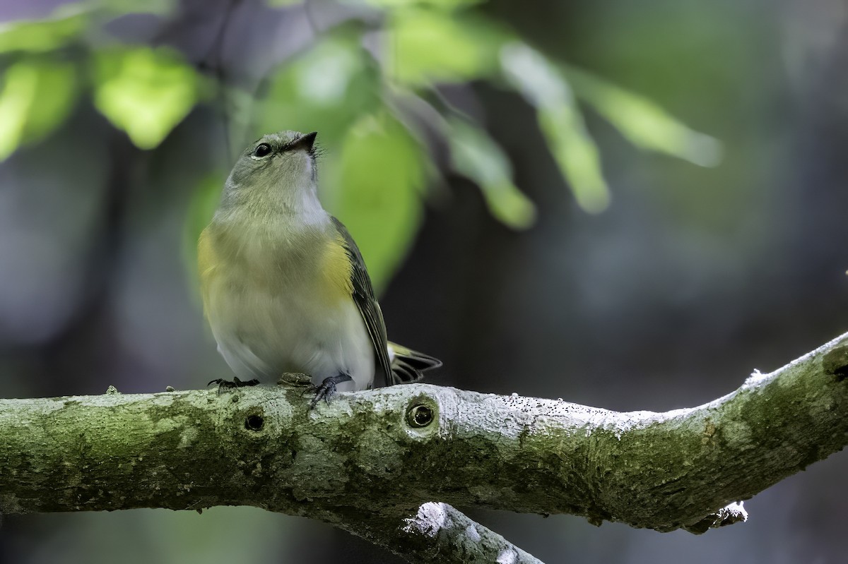 Kızıl Kuyruklu Ötleğen - ML644290777