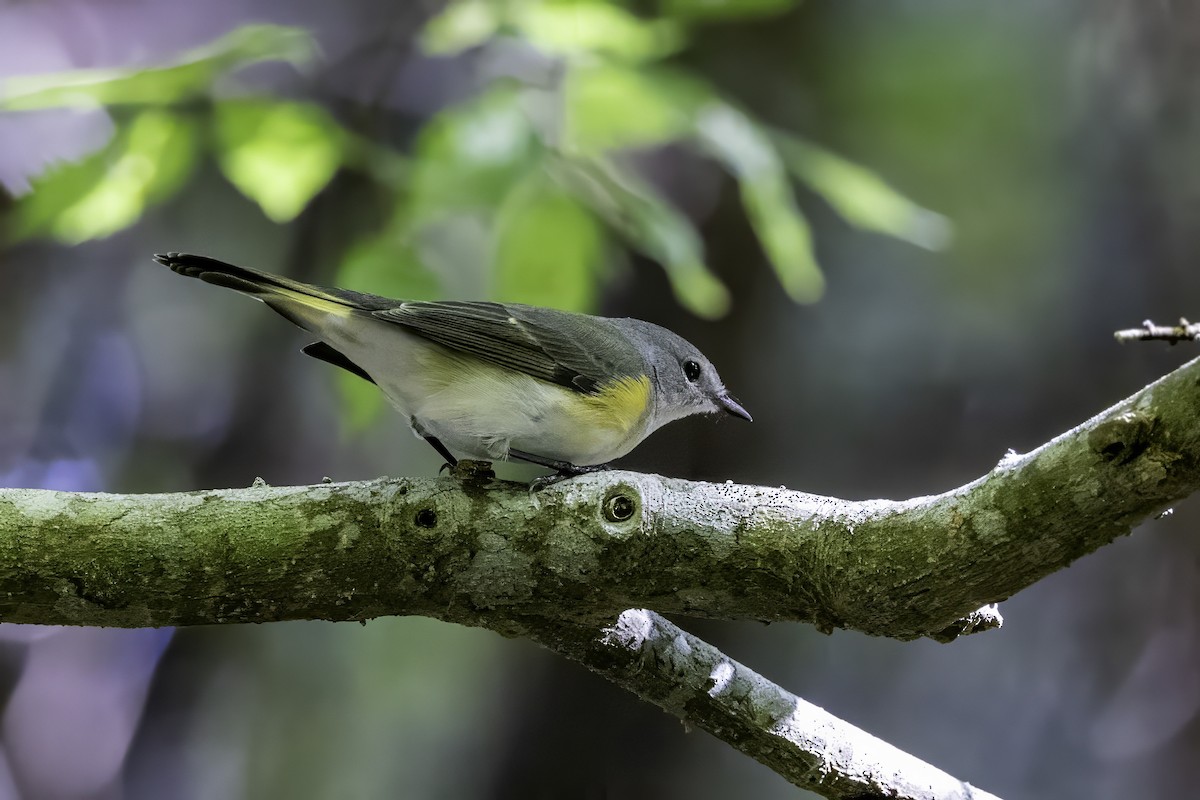 Kızıl Kuyruklu Ötleğen - ML644290779