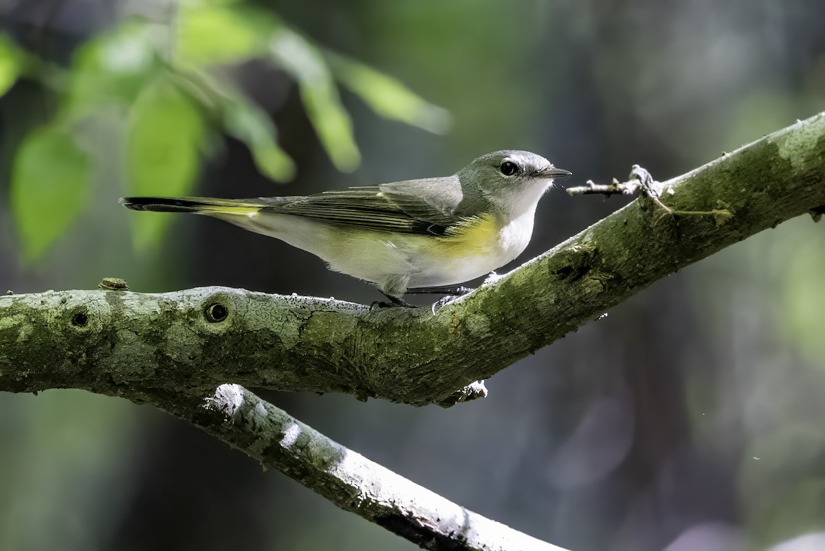 Kızıl Kuyruklu Ötleğen - ML644290781