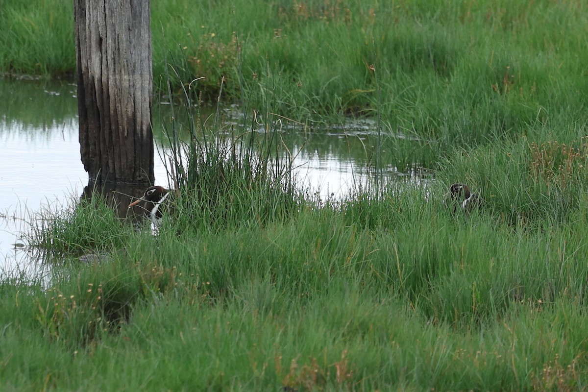 Australian Painted-Snipe - ML644290784