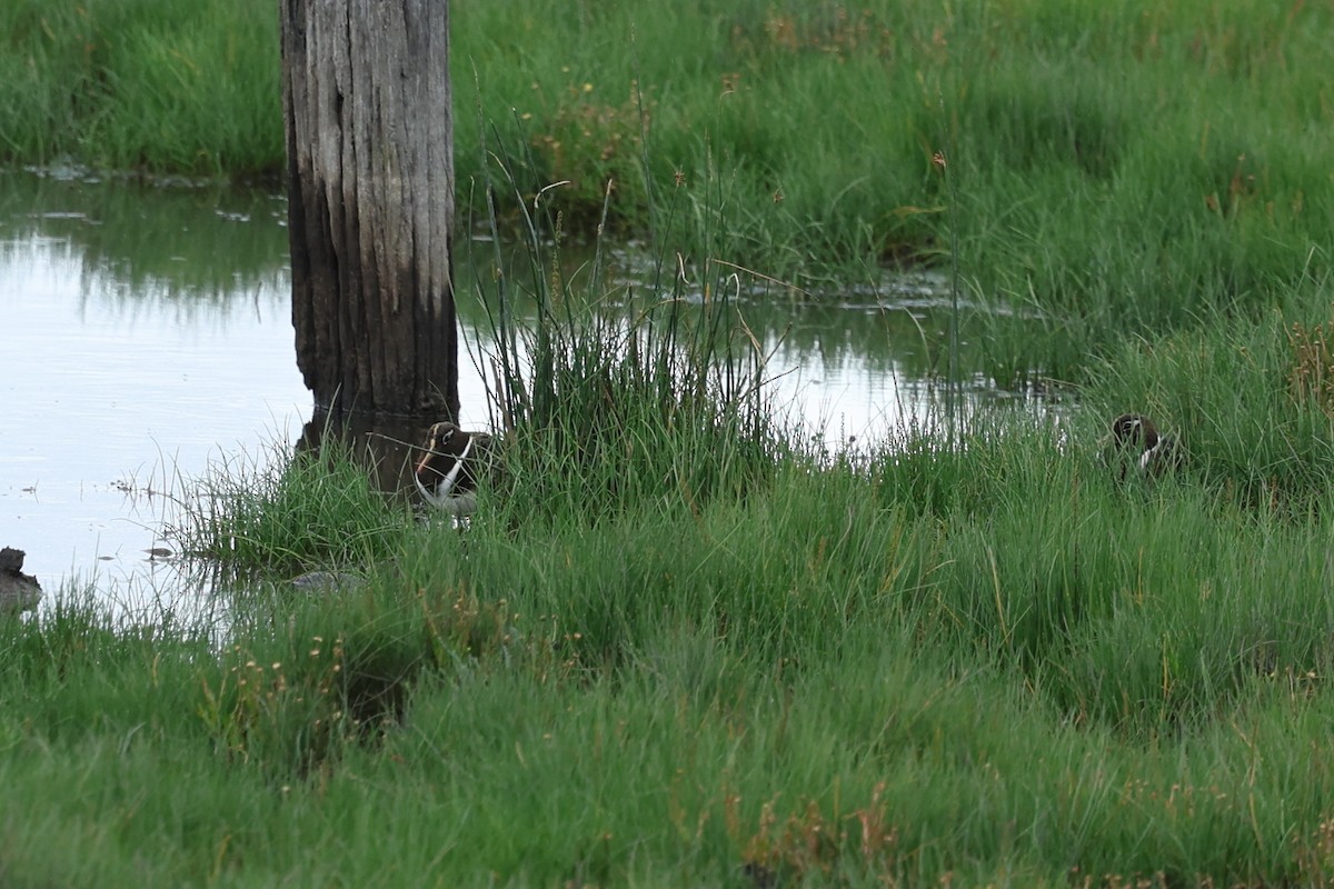 Australian Painted-Snipe - ML644290785