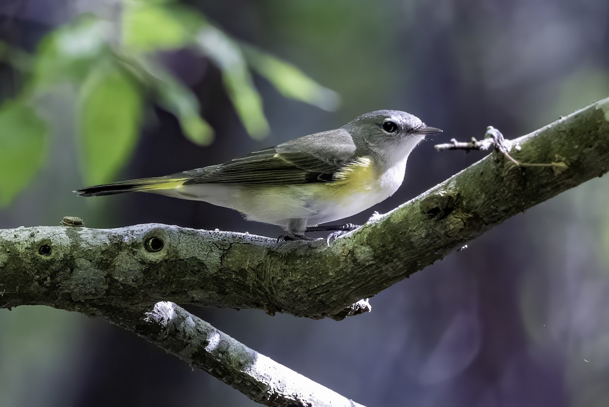 Kızıl Kuyruklu Ötleğen - ML644290786