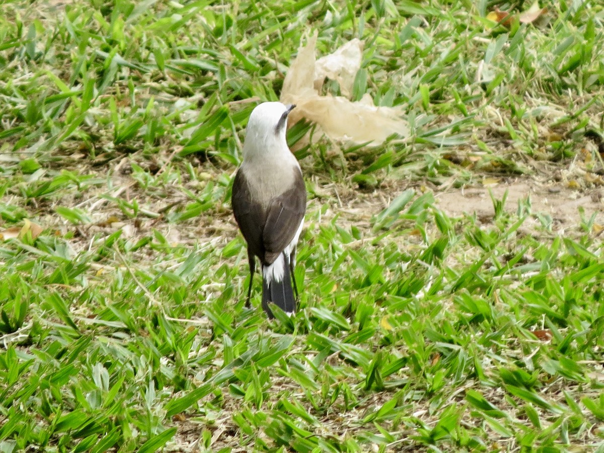 Masked Water-Tyrant - ML644290790