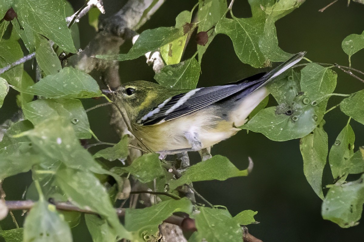 Пісняр-лісовик каштановий - ML644290800