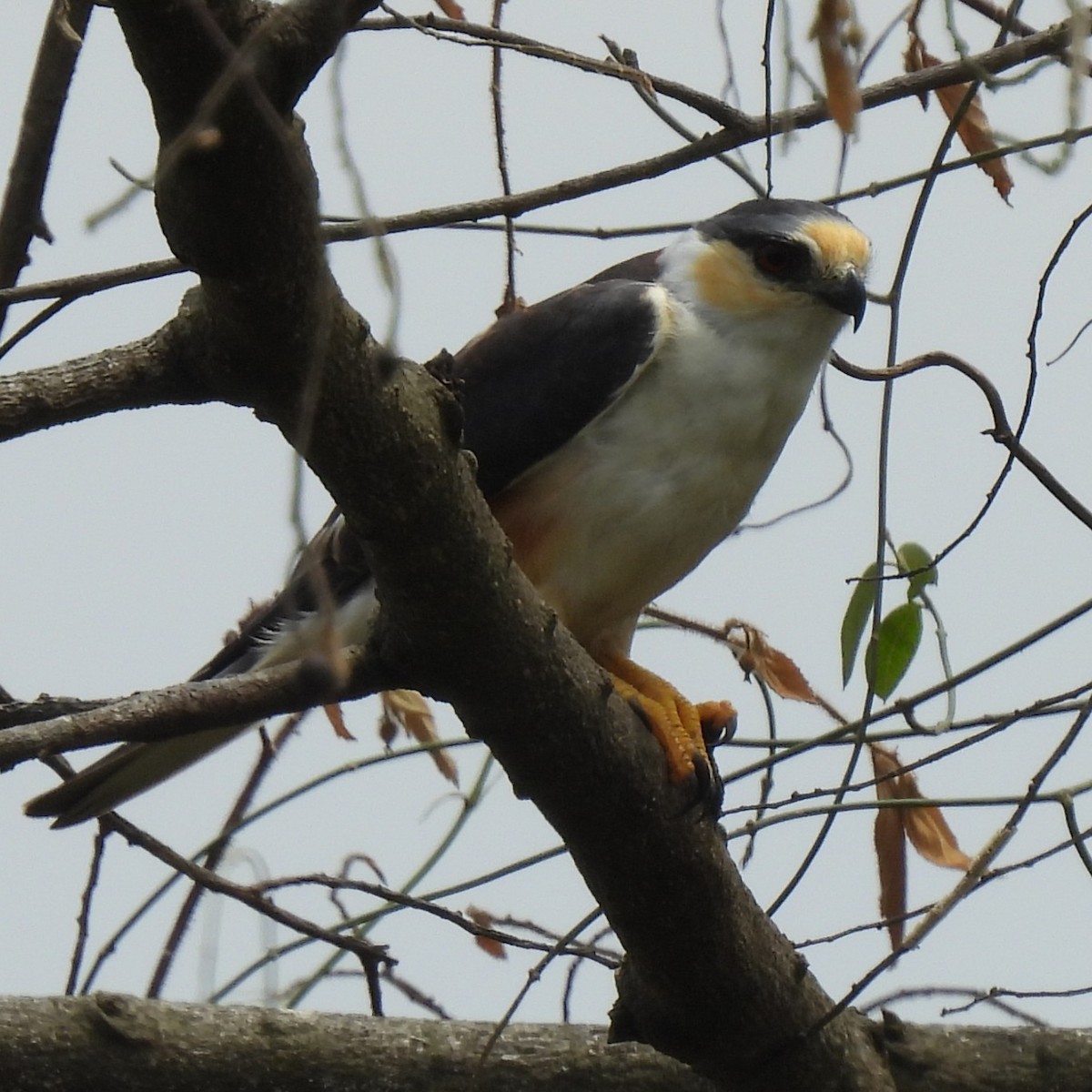 Pearl Kite - ML644290801