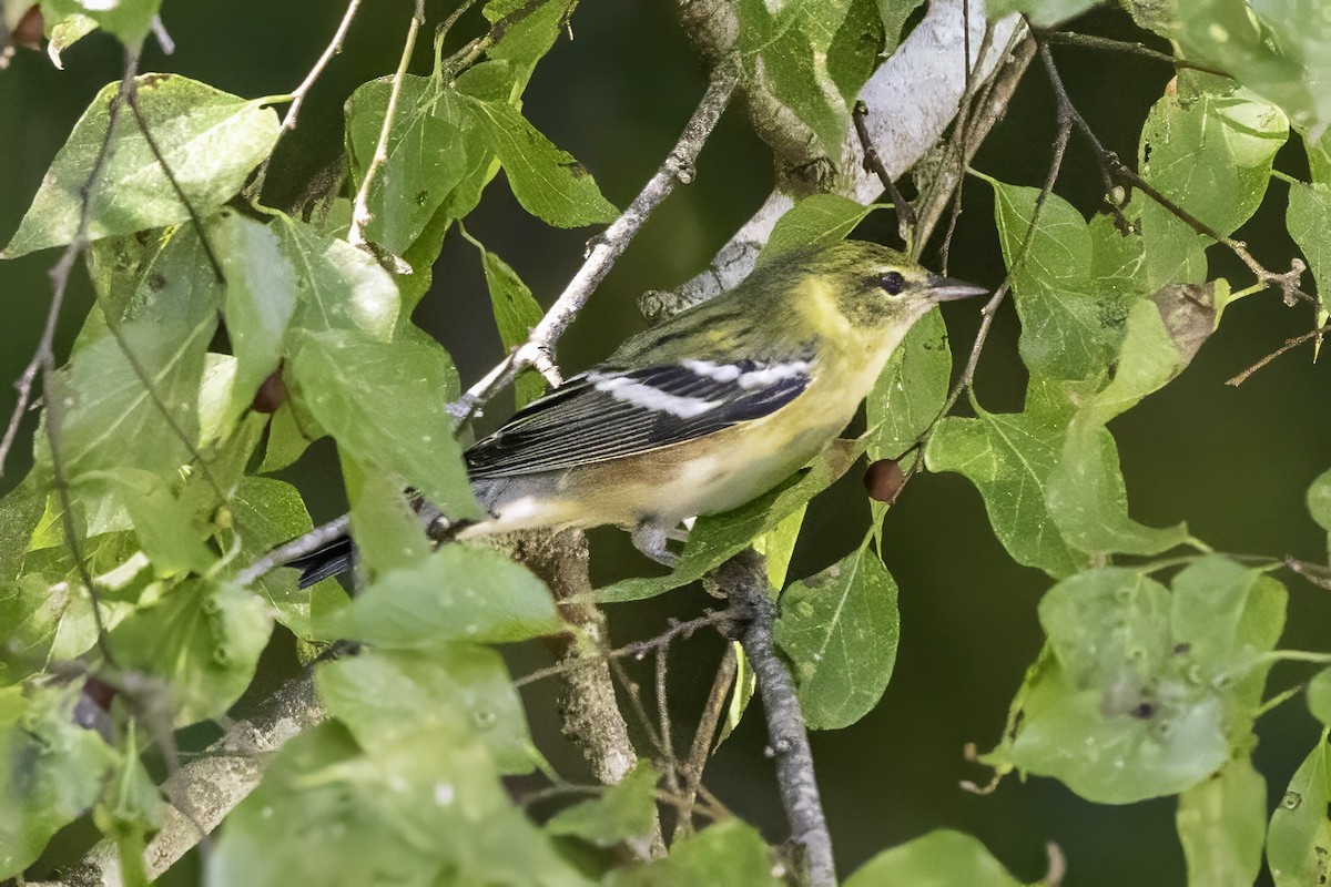 Пісняр-лісовик каштановий - ML644290803