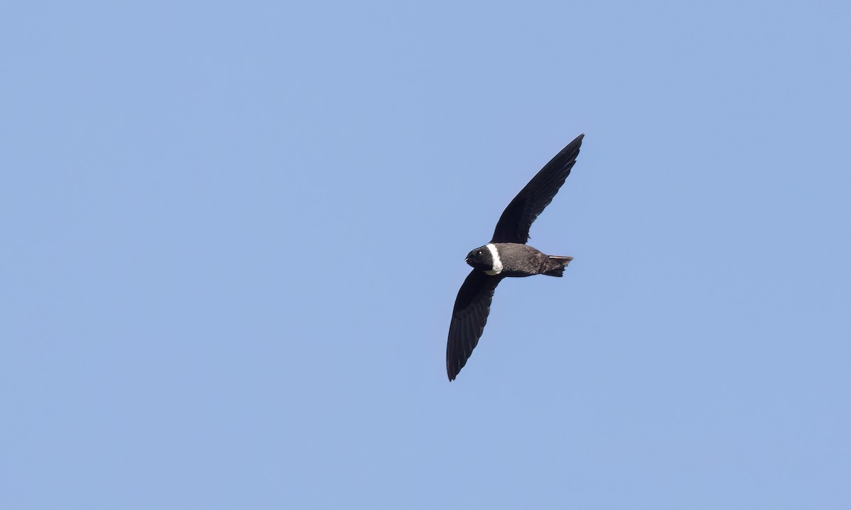 White-collared Swift - ML644290804
