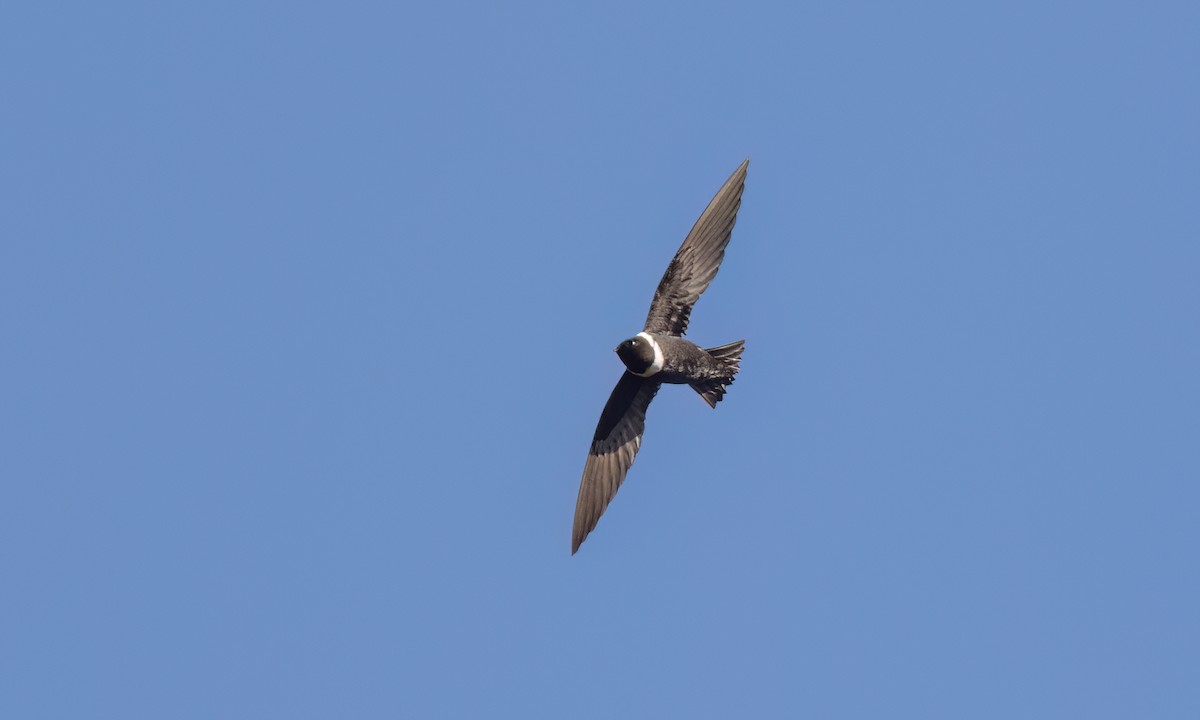 White-collared Swift - ML644290805