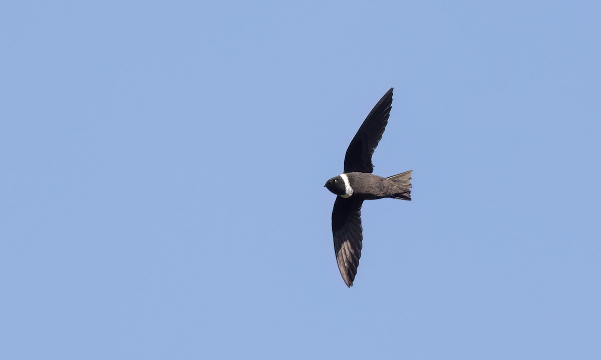 White-collared Swift - ML644290806