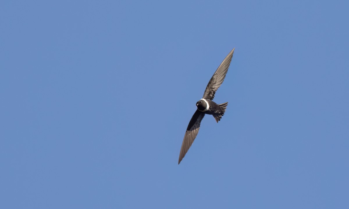 White-collared Swift - ML644290807