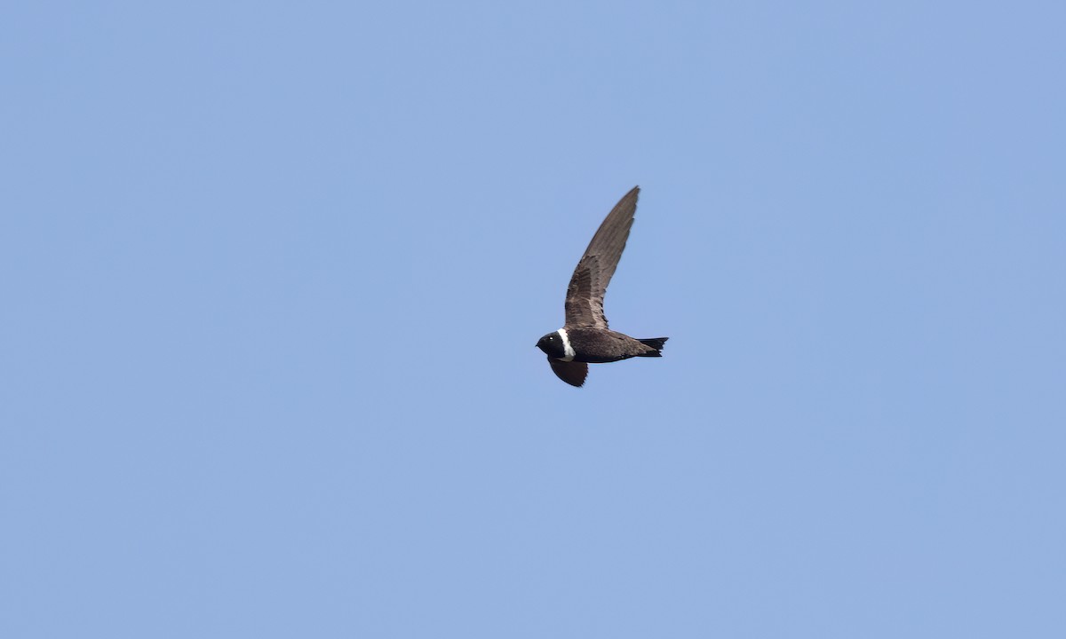 White-collared Swift - ML644290808