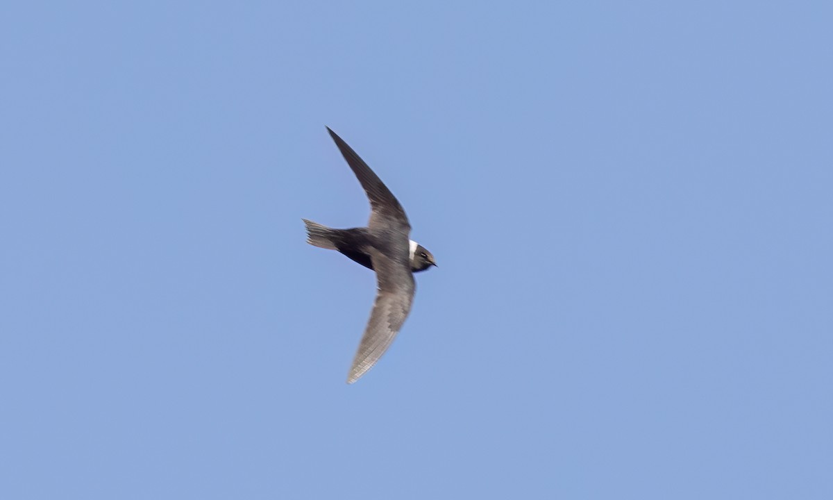 White-collared Swift - ML644290809