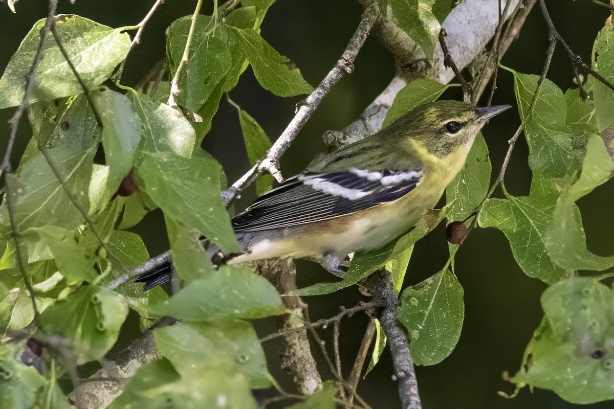Пісняр-лісовик каштановий - ML644290814