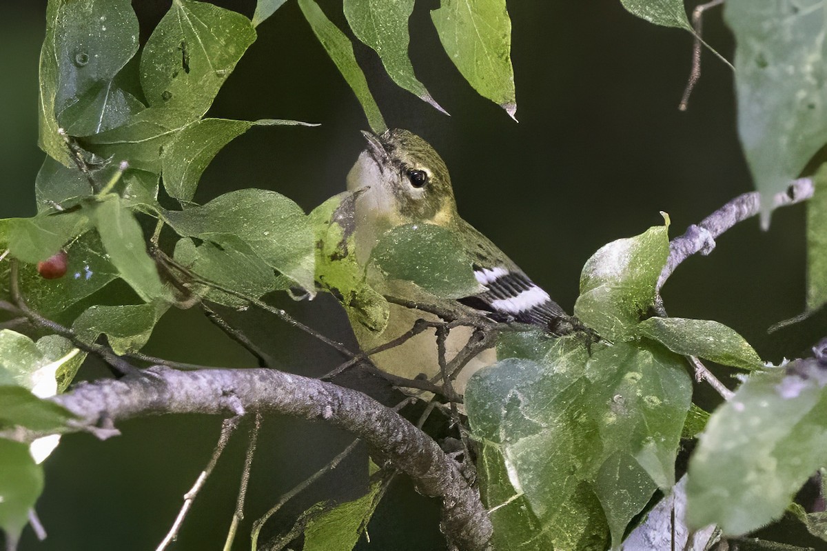 Пісняр-лісовик каштановий - ML644290818