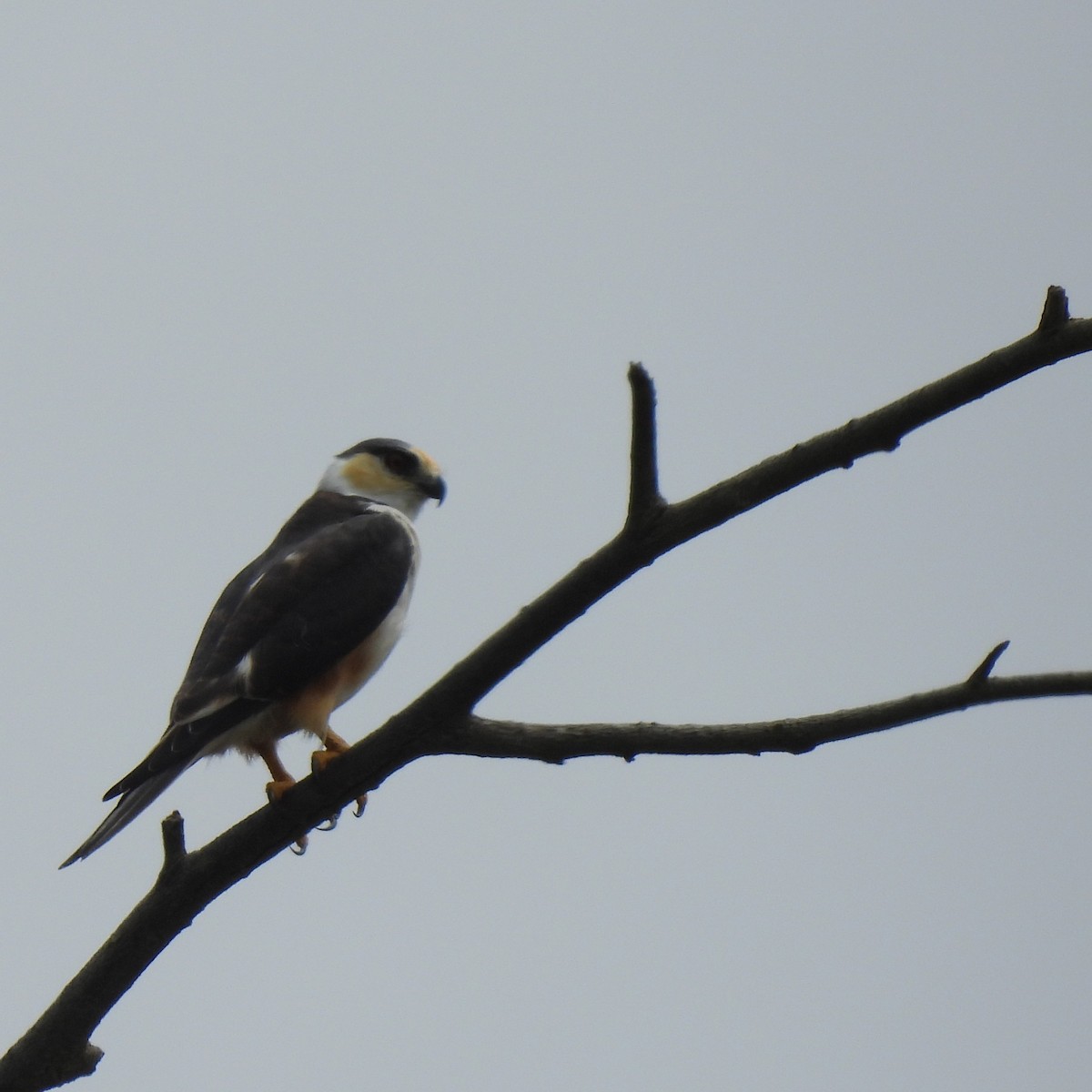 Pearl Kite - ML644290821