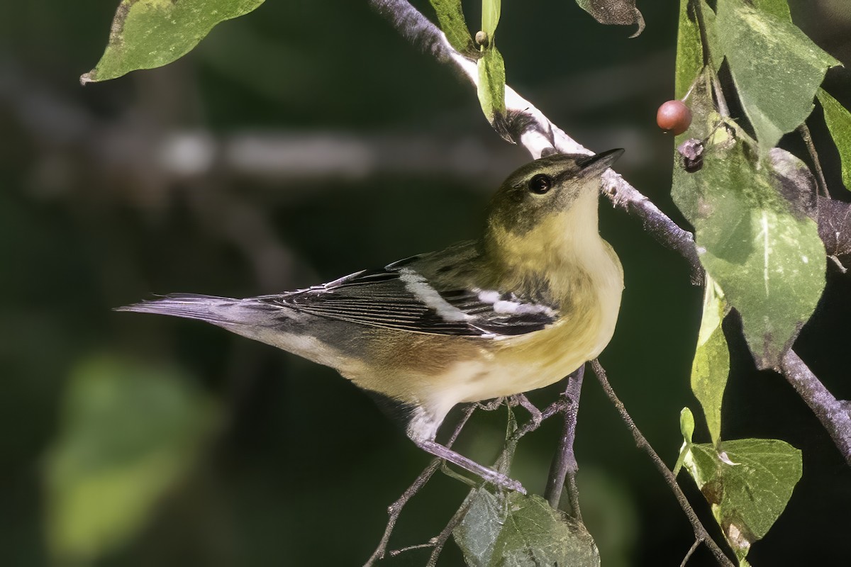 Пісняр-лісовик каштановий - ML644290823