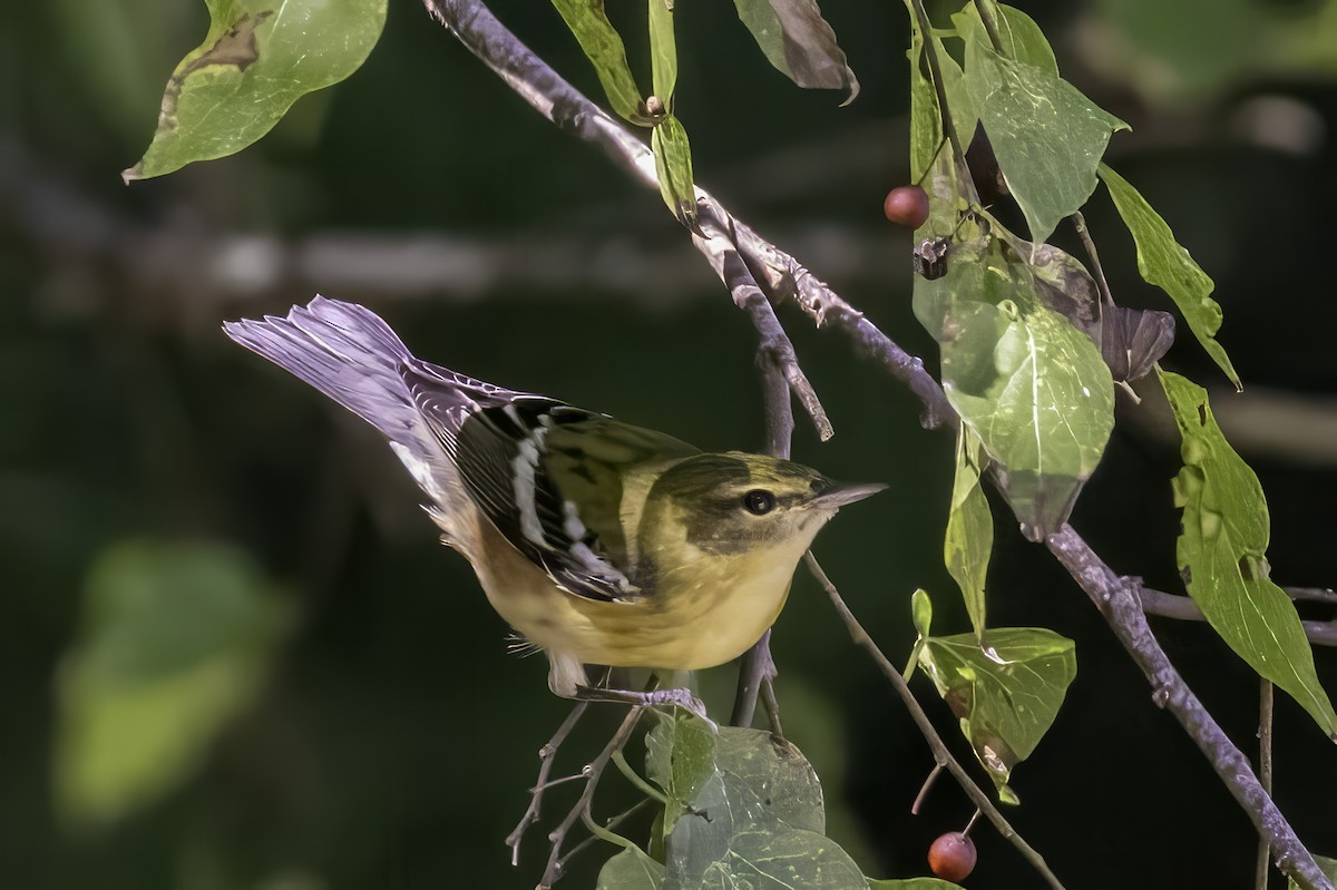 Пісняр-лісовик каштановий - ML644290825
