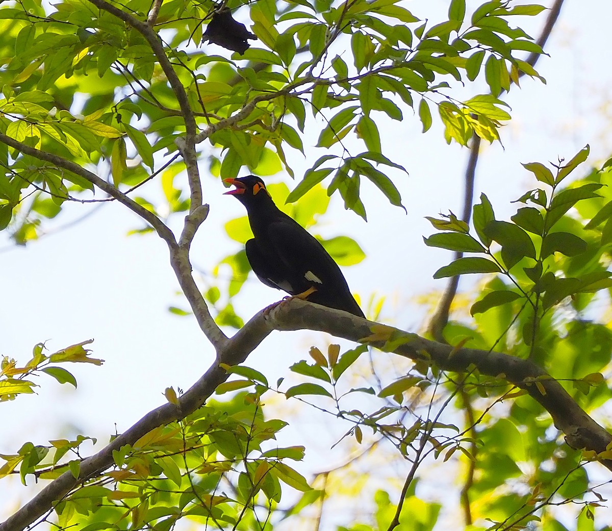 Common Hill Myna - ML644290826