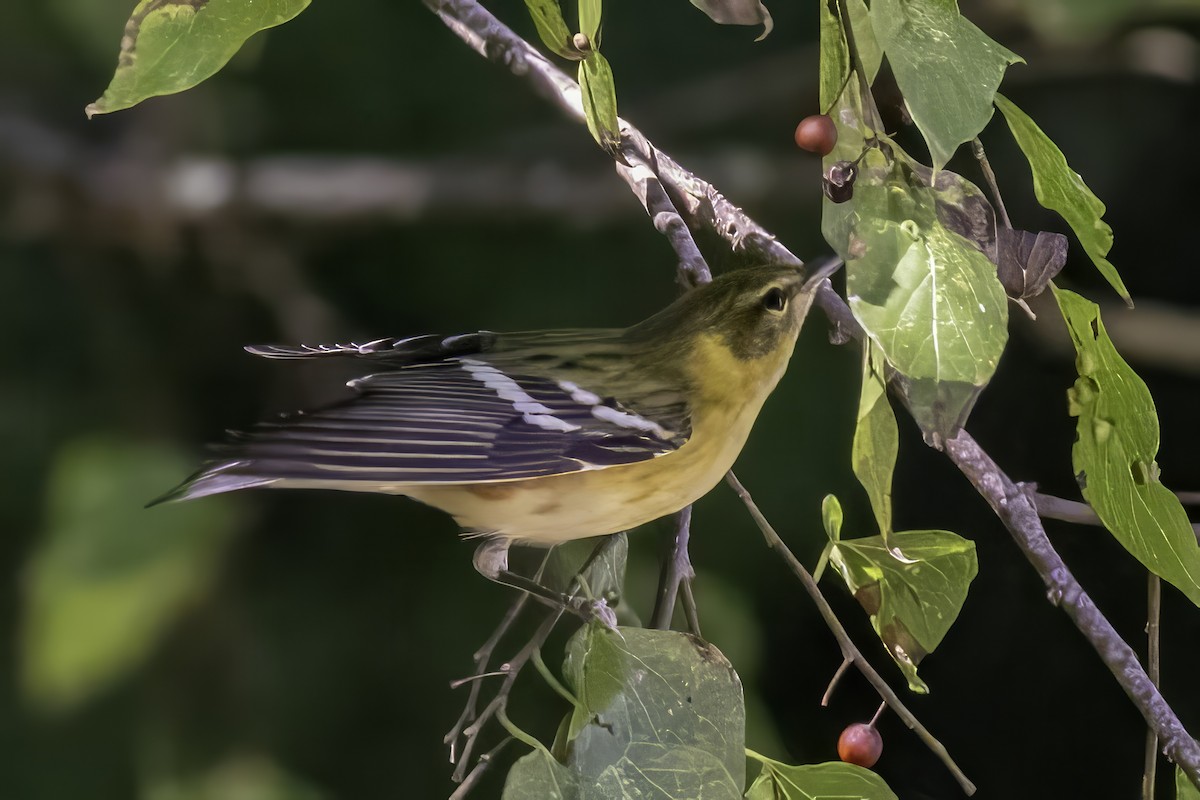 Пісняр-лісовик каштановий - ML644290829