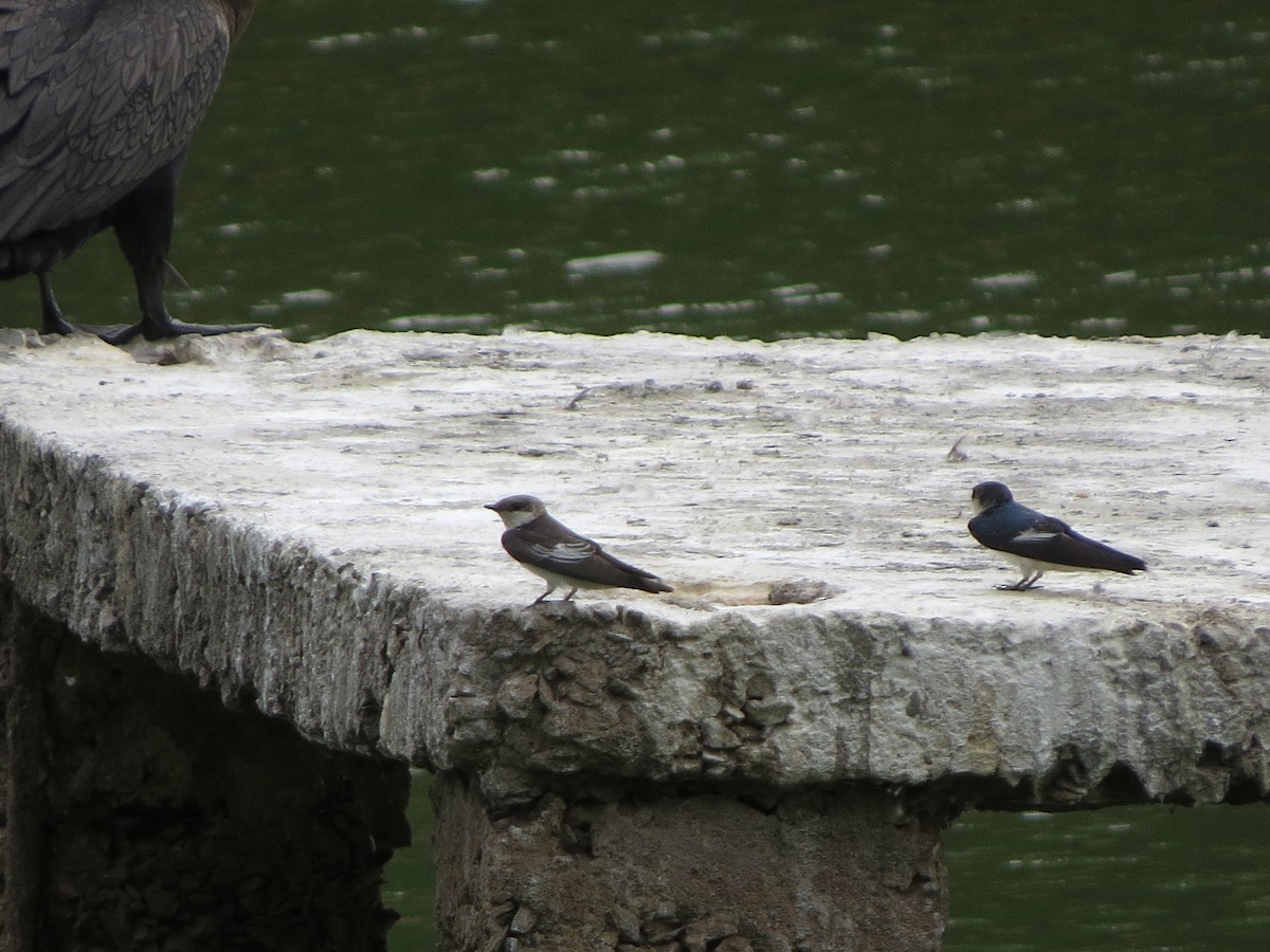 ハジロミドリツバメ - ML644290831