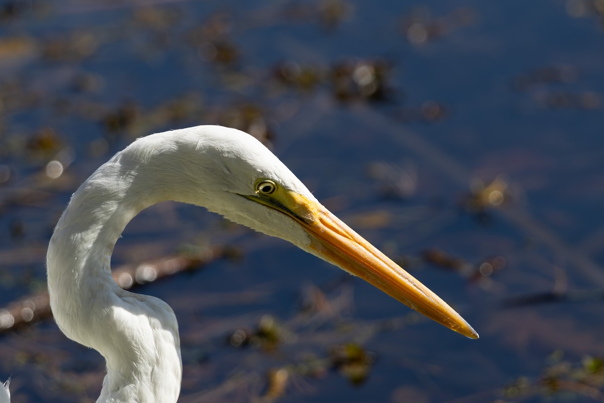 Great Egret - ML644290832