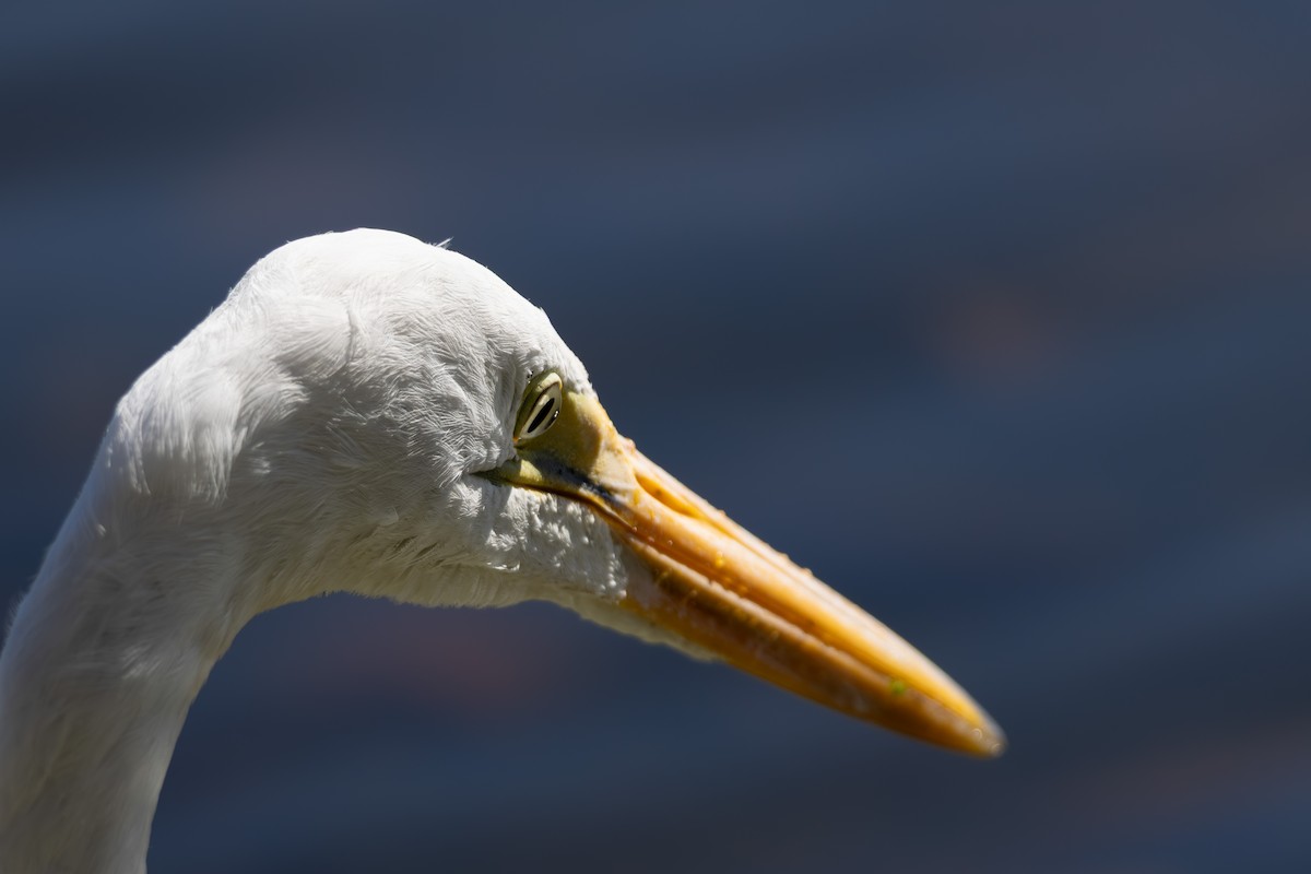 Great Egret - ML644290833
