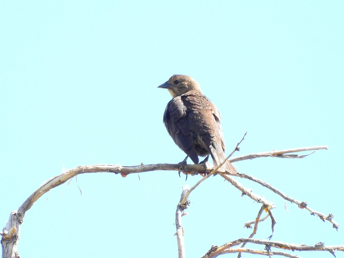 Brown-headed Cowbird - ML644290835