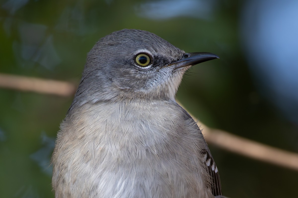 Northern Mockingbird - ML644290839