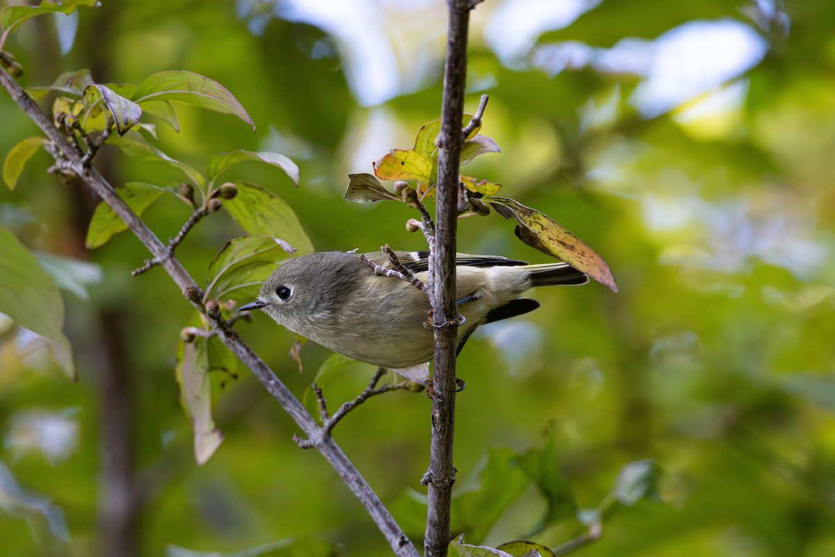 Ruby-crowned Kinglet - ML644290844