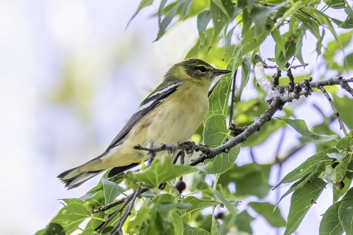 Пісняр-лісовик каштановий - ML644290846