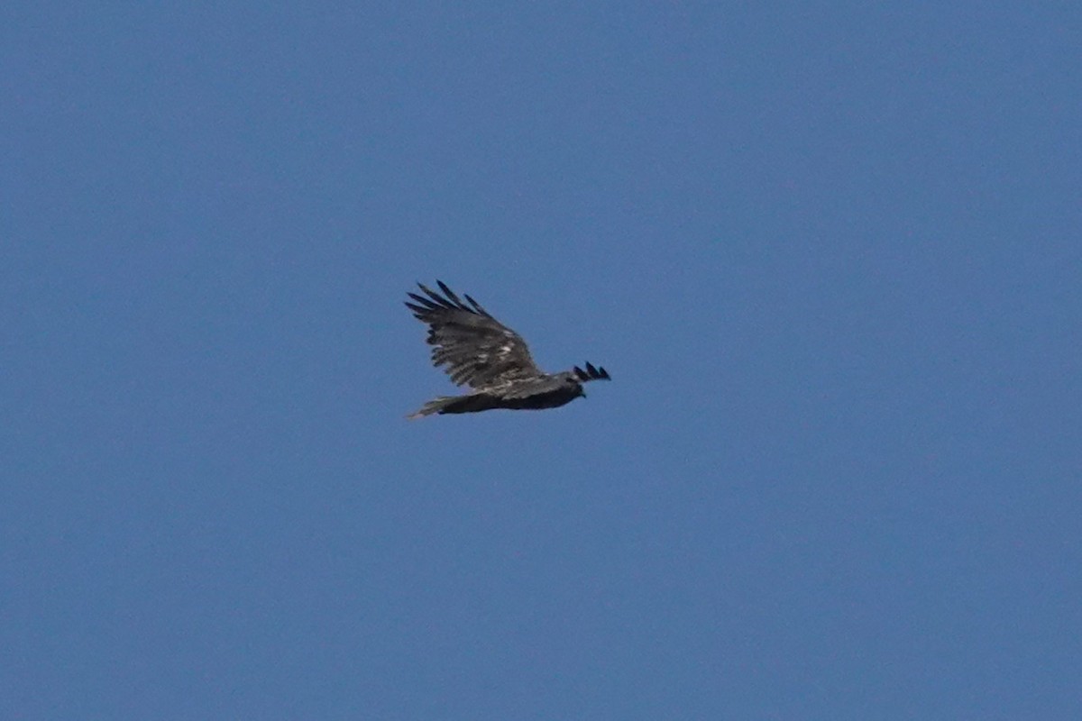 Variable Hawk - ML644290847