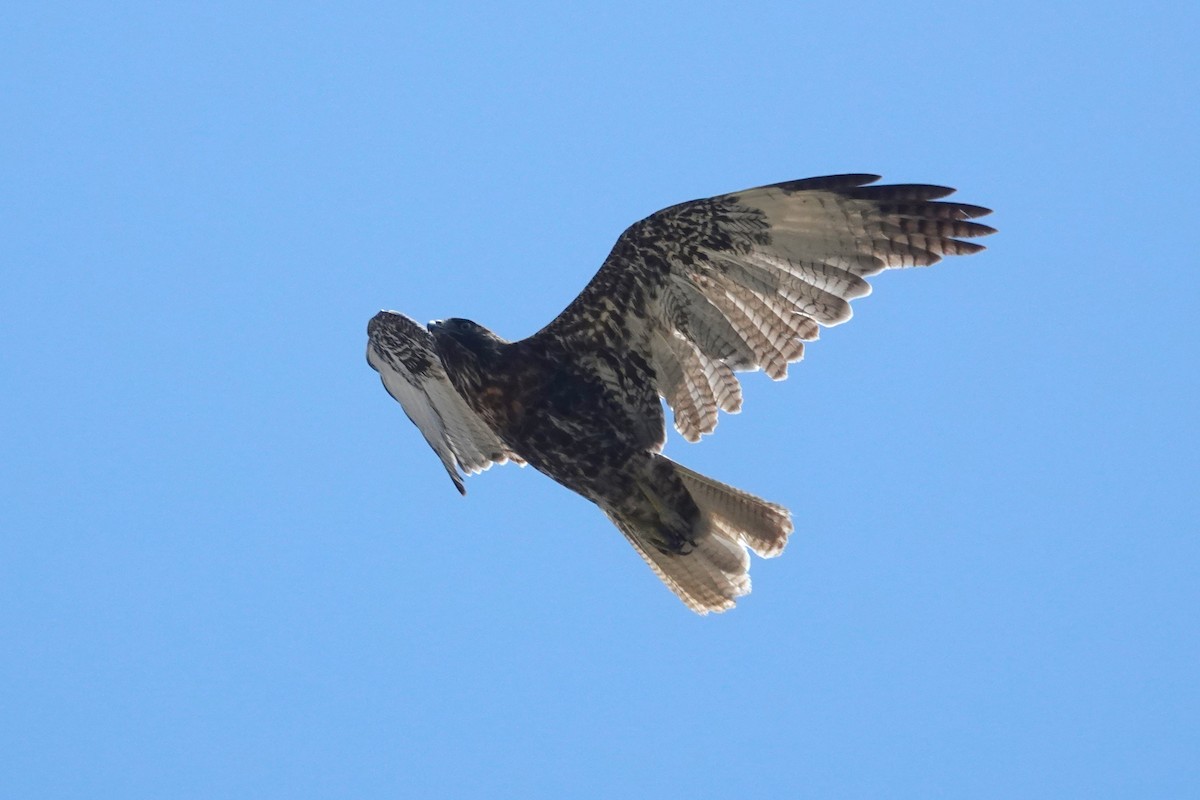 Variable Hawk - ML644290848