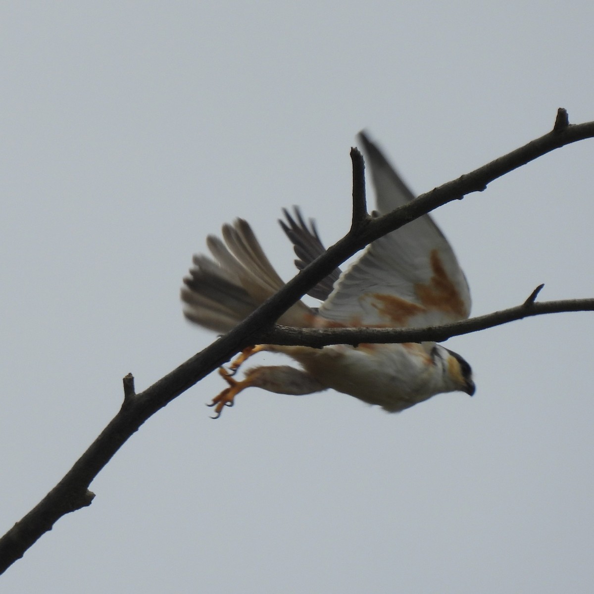 Pearl Kite - ML644290851