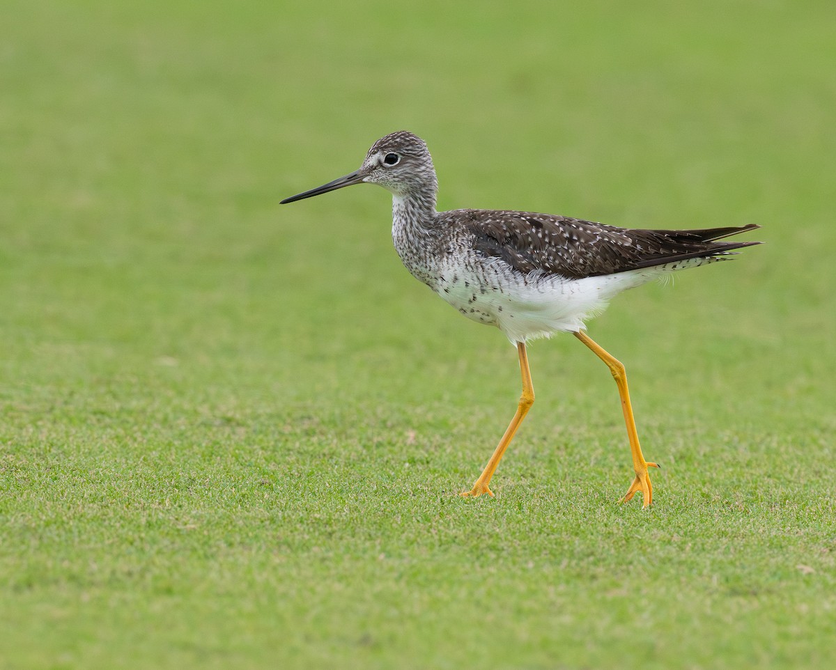 Greater Yellowlegs - ML644290856
