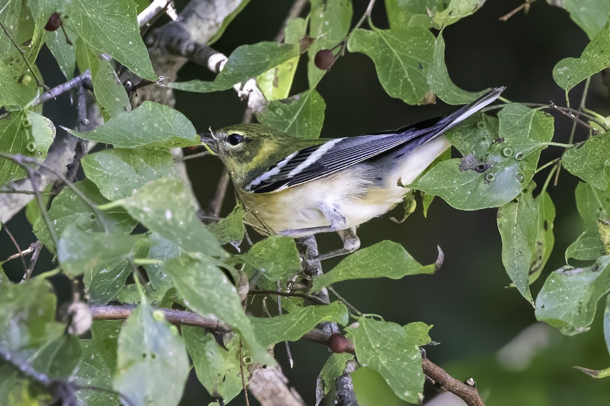 Пісняр-лісовик каштановий - ML644290860