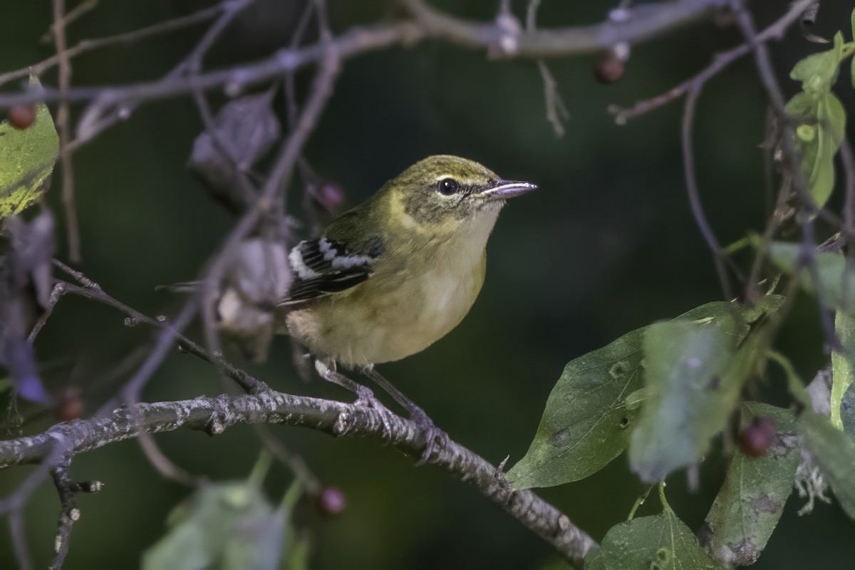 Пісняр-лісовик каштановий - ML644290864
