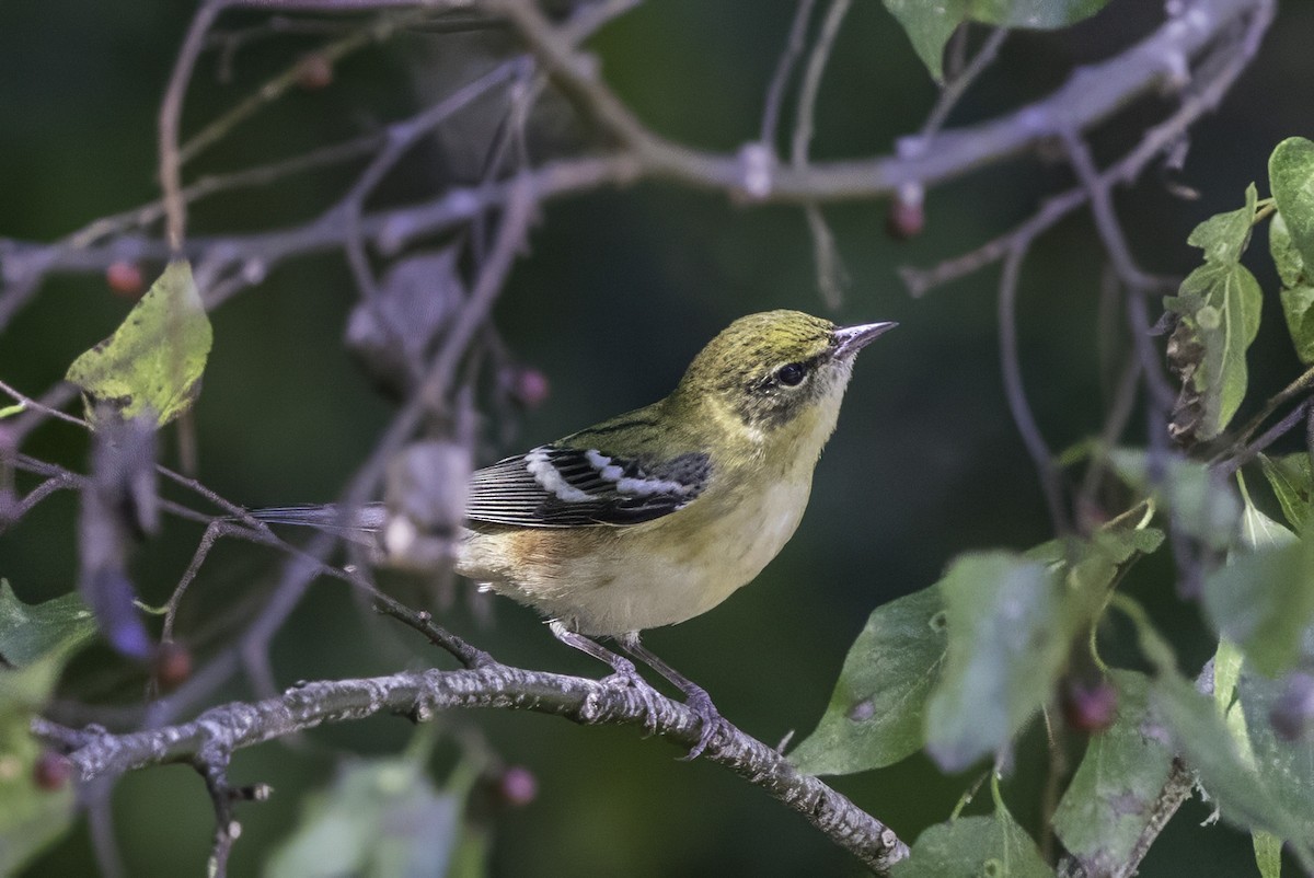 Пісняр-лісовик каштановий - ML644290868