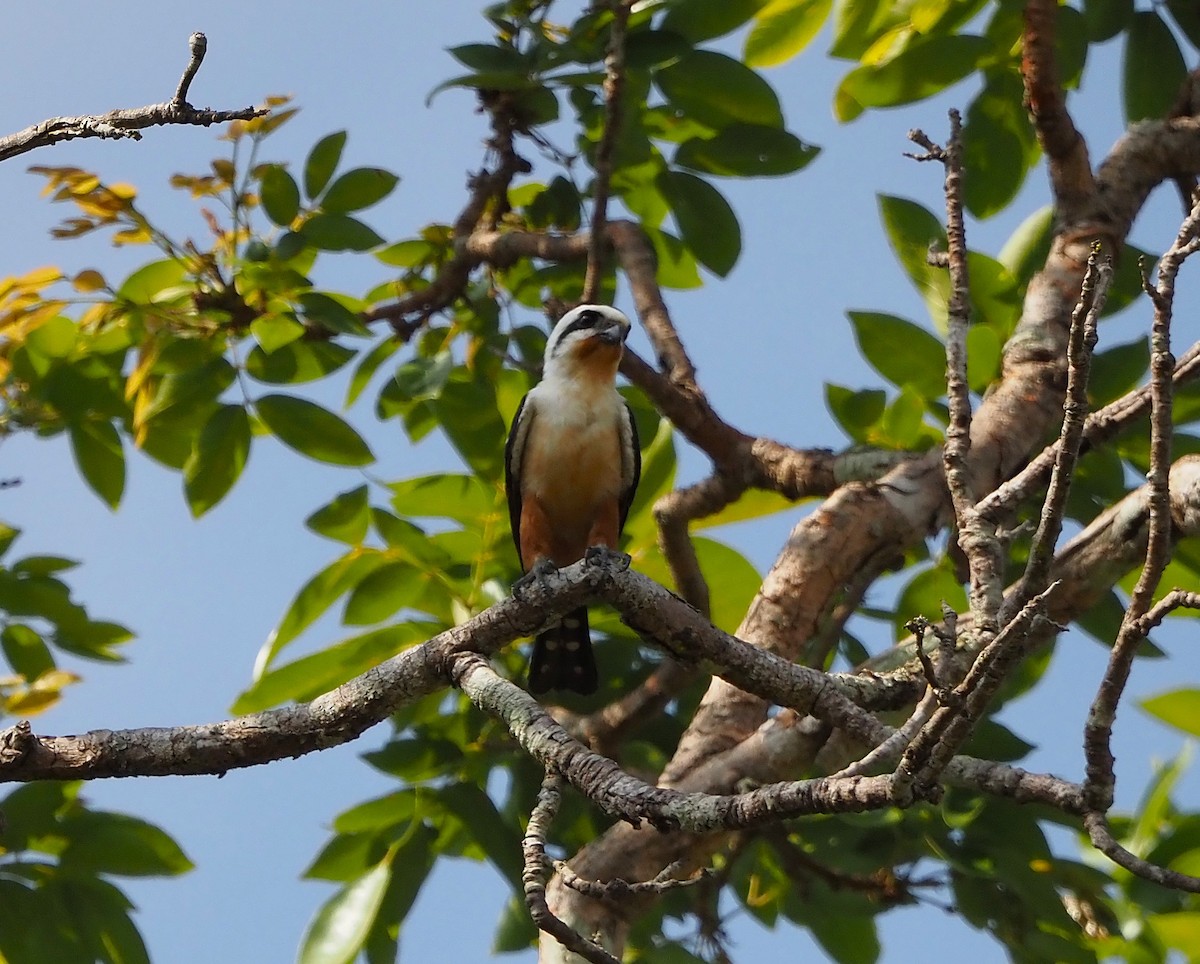 Falconete Acollarado - ML644290869