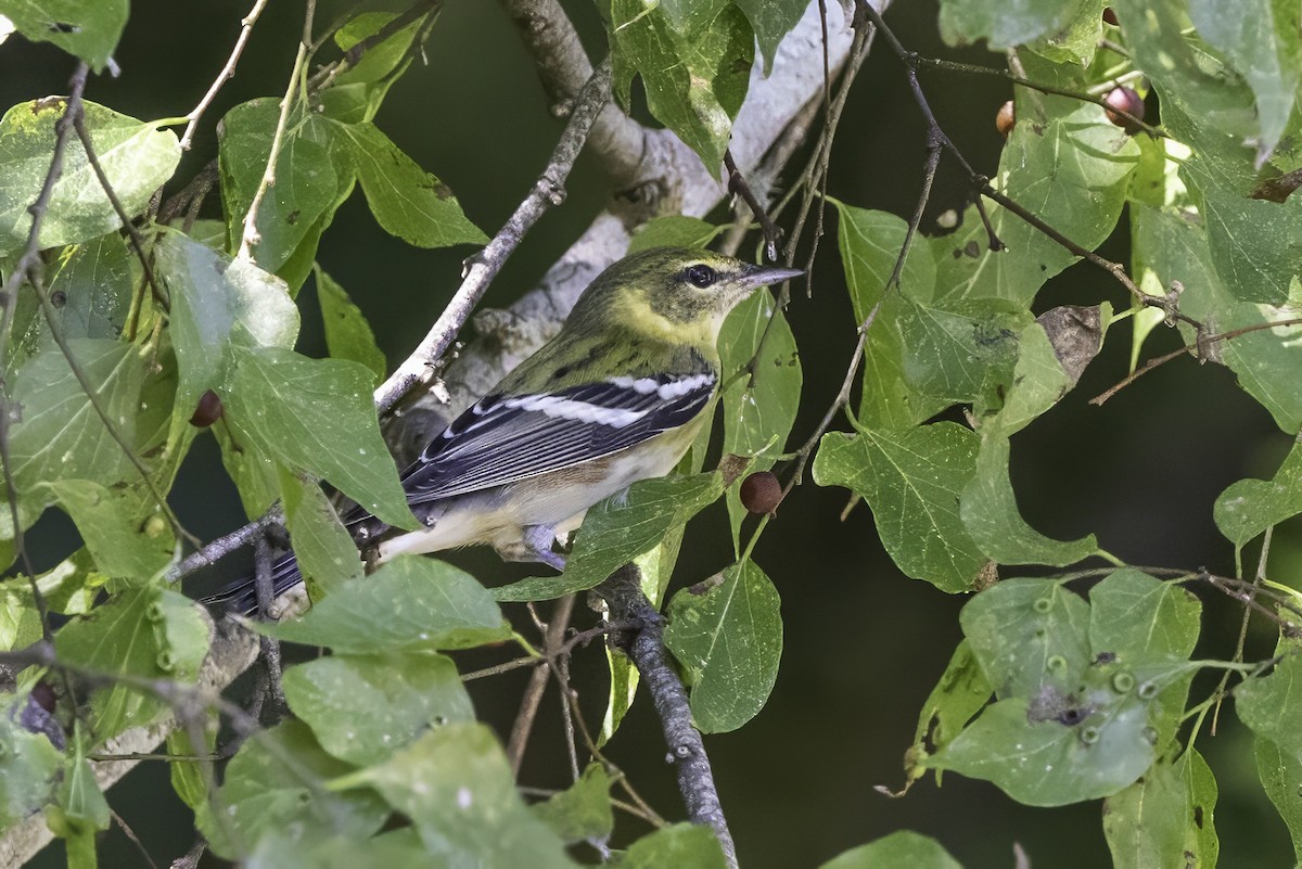 Пісняр-лісовик каштановий - ML644290872