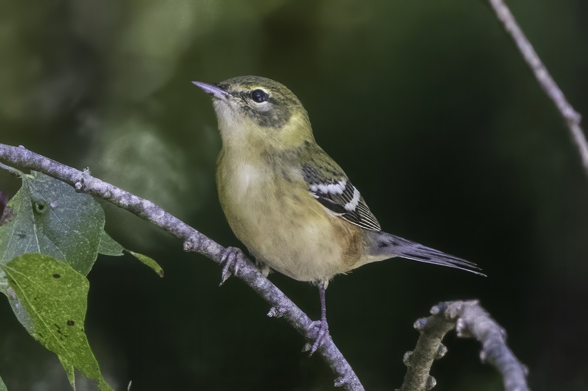 Пісняр-лісовик каштановий - ML644290878